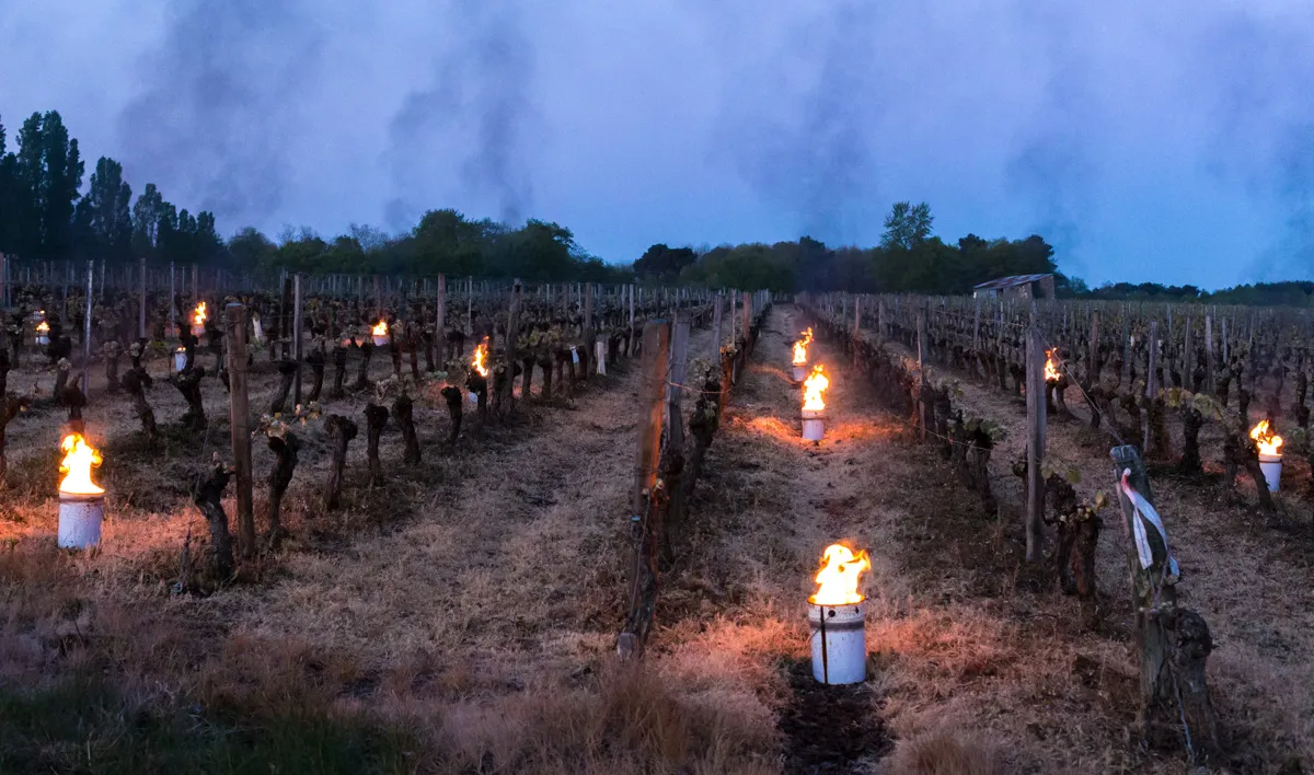 Bordeaux vineyard frost protection smudge pots