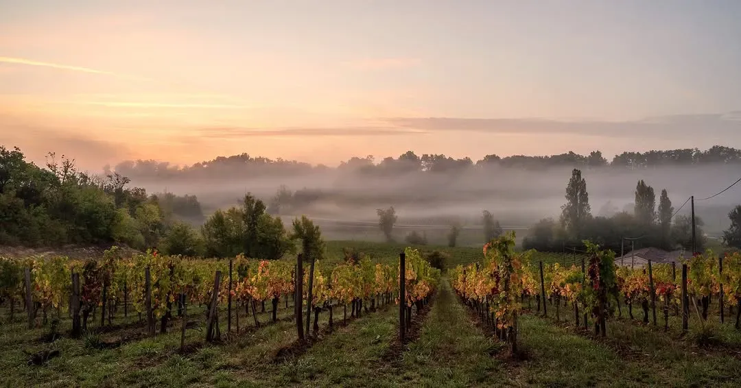 Vineyard tour Bordeaux.