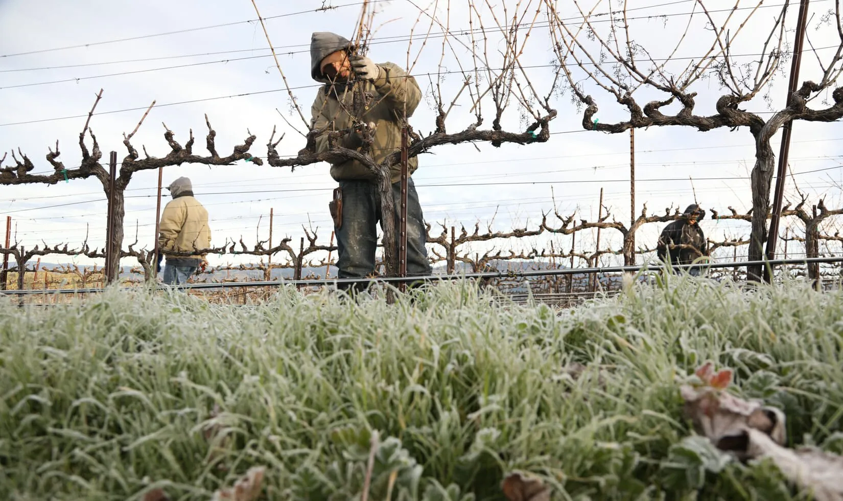 Bordeaux winter vine pruning