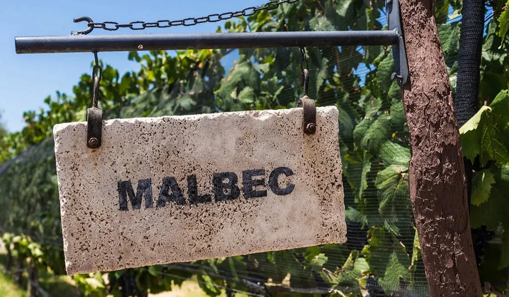 Bordeaux Malbec grape